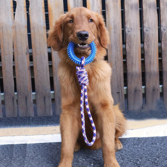 Interactive Training Pet Toy Ring